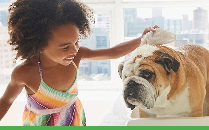 Smiling girl giving a bulldog a bath in the sink